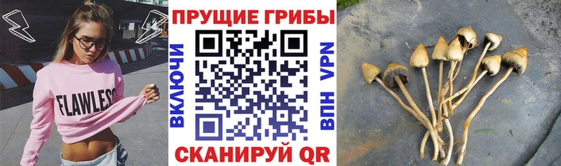 Галлюциногенные грибы Psilocybe  Почеп 